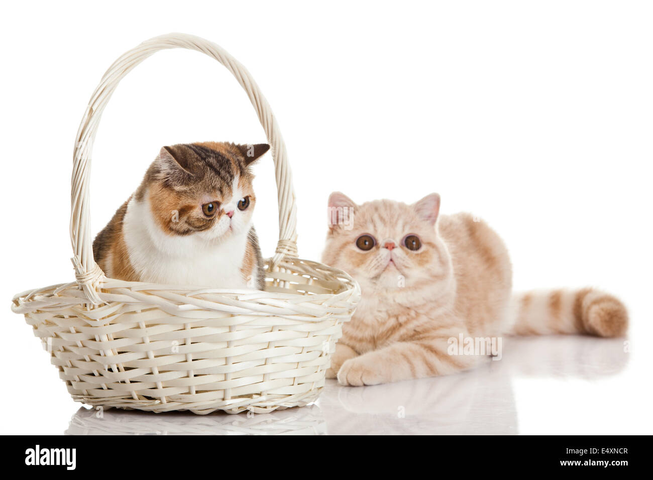 Exotische Kurzhaarkatze. Zwei Katzen sitzen Stockfoto