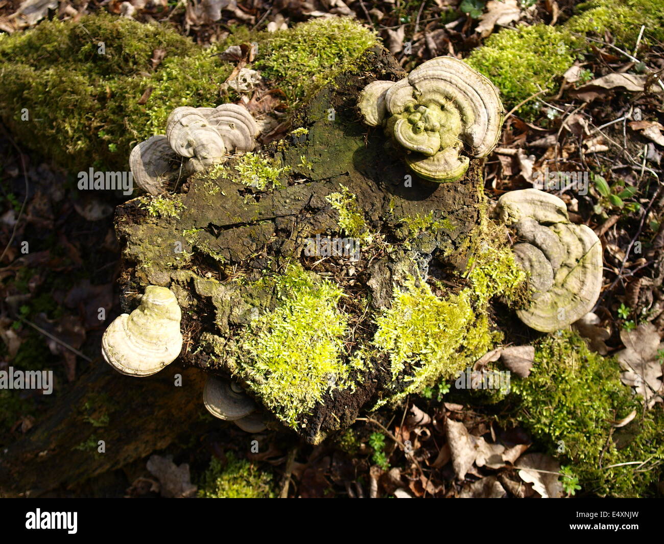 Naturwald Stockfoto