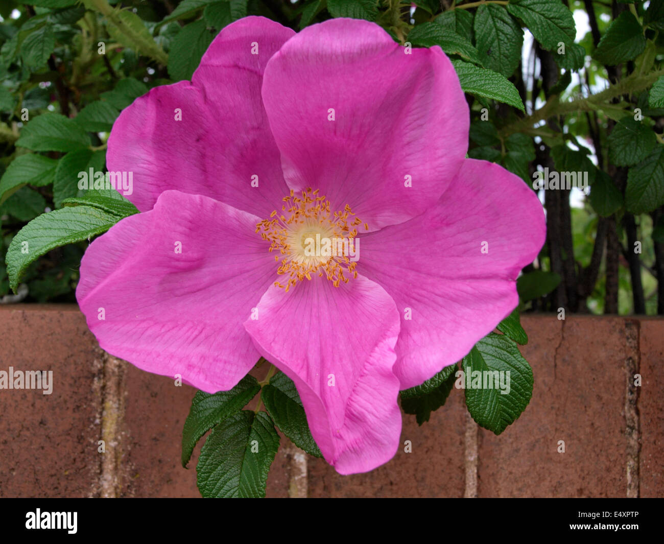 Rosa Canina, allgemein bekannt als die Hundsrose, UK Stockfoto