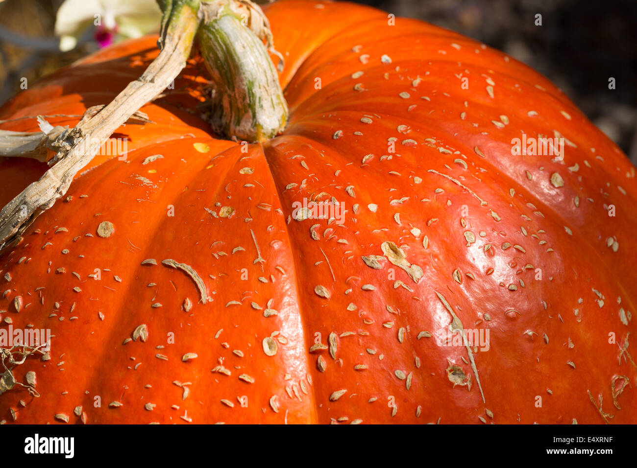 Fragment der großen Reifen Kürbis Stockfoto