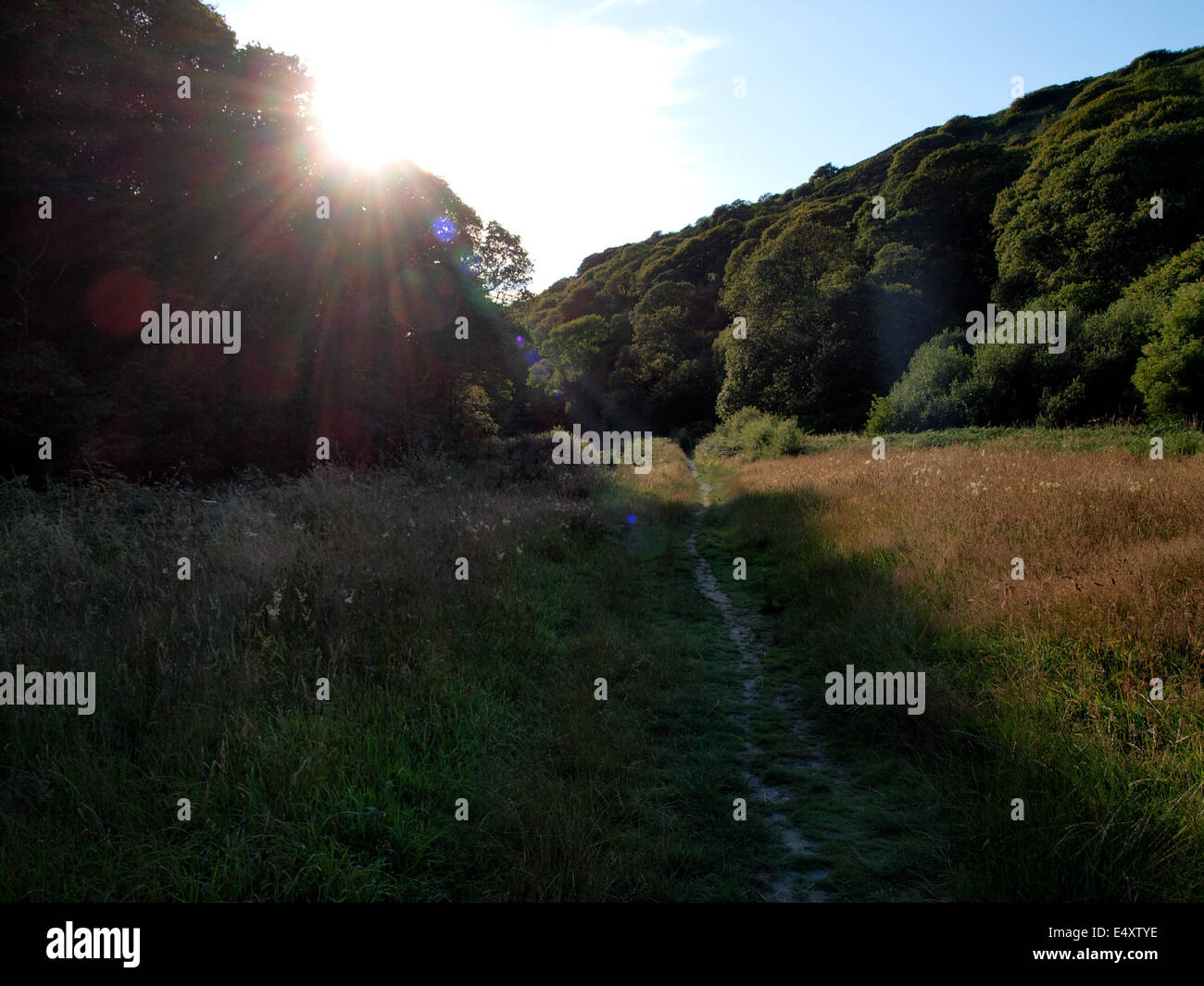 Wald-Wanderweg am frühen Abend, Boscastle, Cornwall, UK Stockfoto