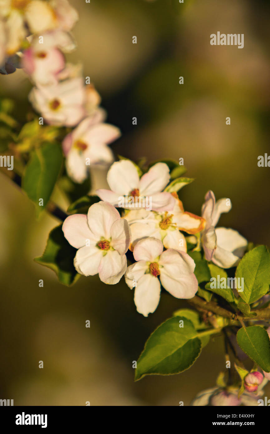 Apfelzweig Blüte Stockfoto