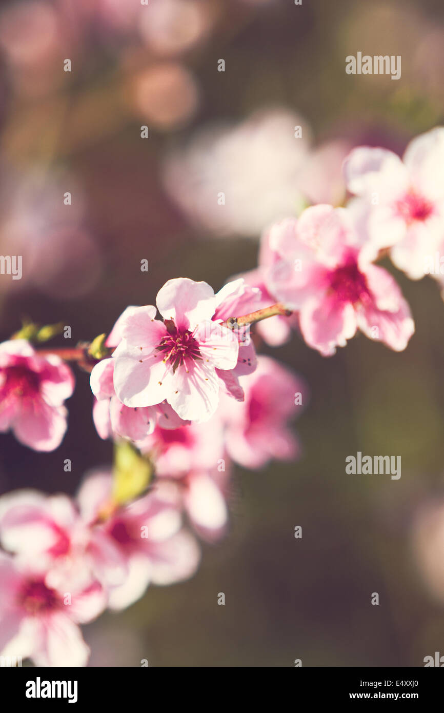 Cherry Blossom Zweig Stockfoto