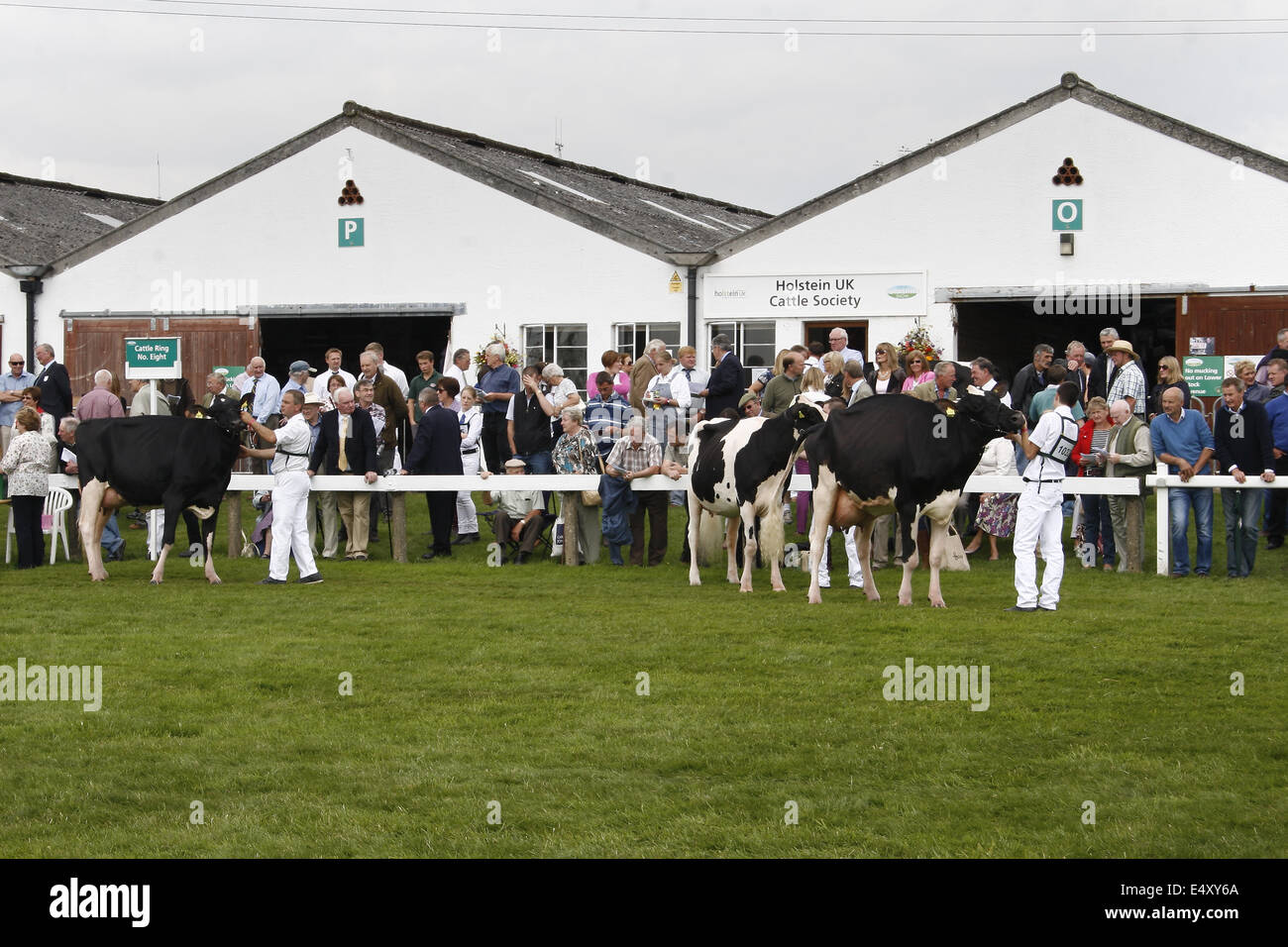 Holstein-Friesian Rinder am Great Yorkshire Show, Harrogate, Yorkshire ...