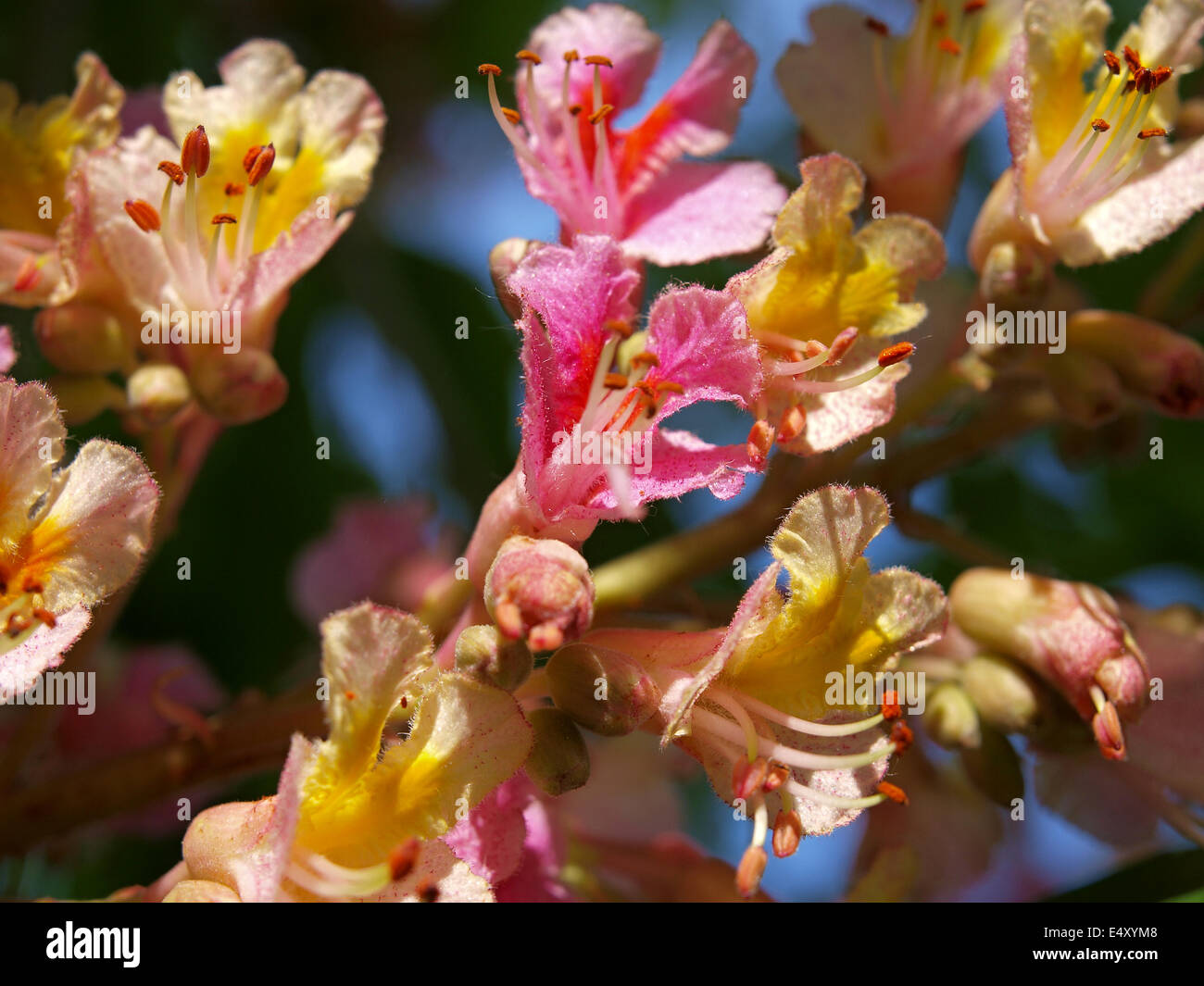 Rosa und gelbe Blume Stockfoto