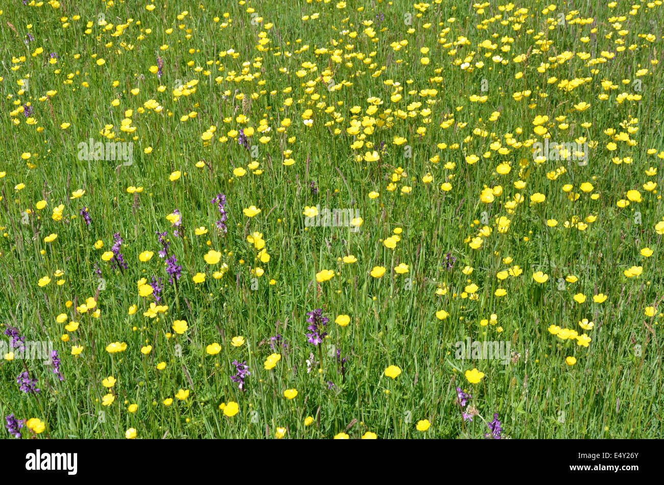 Wiese mit Butterblumen und Orchideen Stockfoto