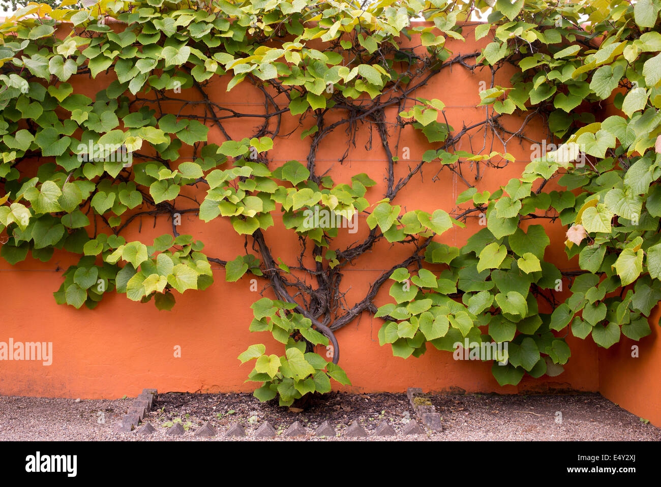 Vitis Coignetiae. Crimson Glory Rebe eine orange Wand Stockfoto