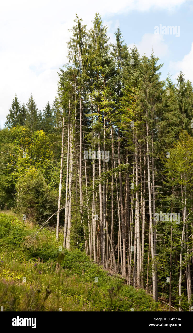 Bäume-Parabel Stockfoto