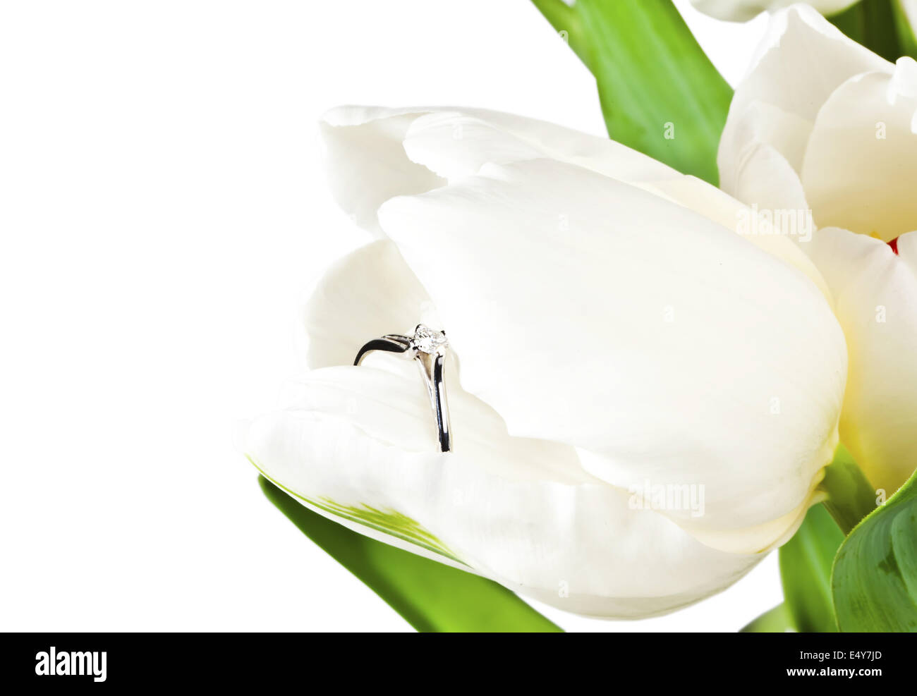 Weiße Feder Tulpe mit Diamant-ring Stockfoto