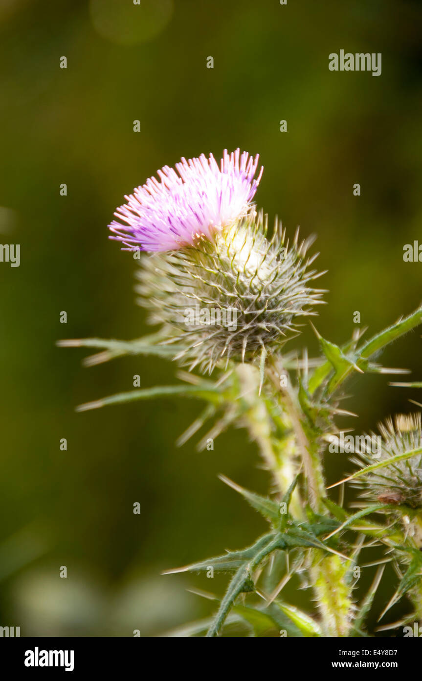 Nahaufnahme von einer Distel zu blühen beginnen Stockfoto