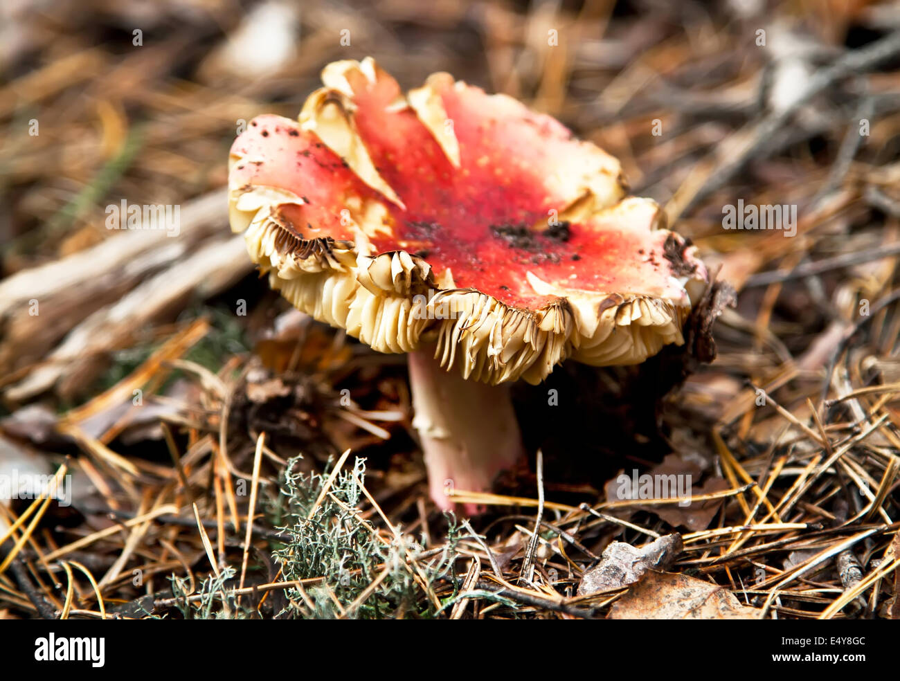 Roter Fliegenpilz Pilz im herbstlichen Wald Stockfoto