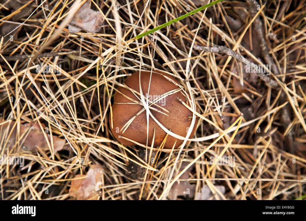 Boletus Luteus Pilz in Trockenrasen Stockfoto