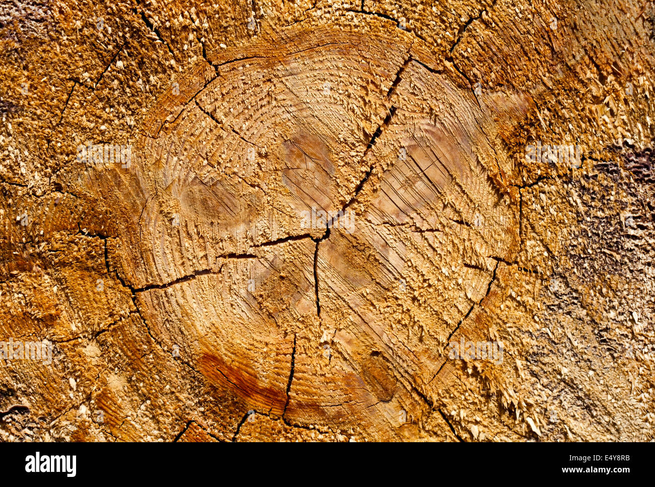 Pine Tree Stump Textur Stockfoto