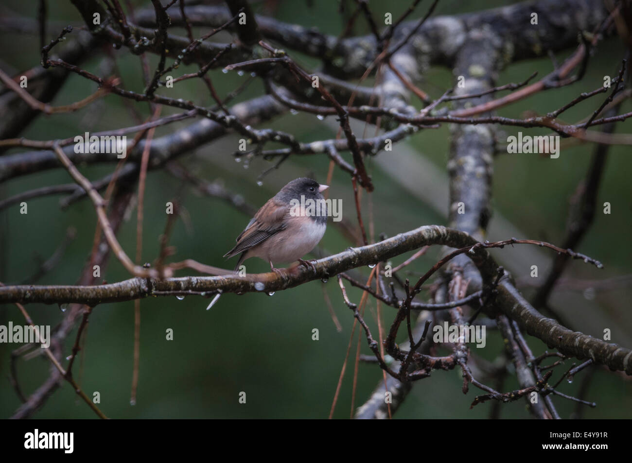 Oregon Junco (Junco Hyemalis) männlichen Schutzhütten in den Ästen eines Baumes Eiche schwarz von der Sierra Foothills of Northern California. Stockfoto