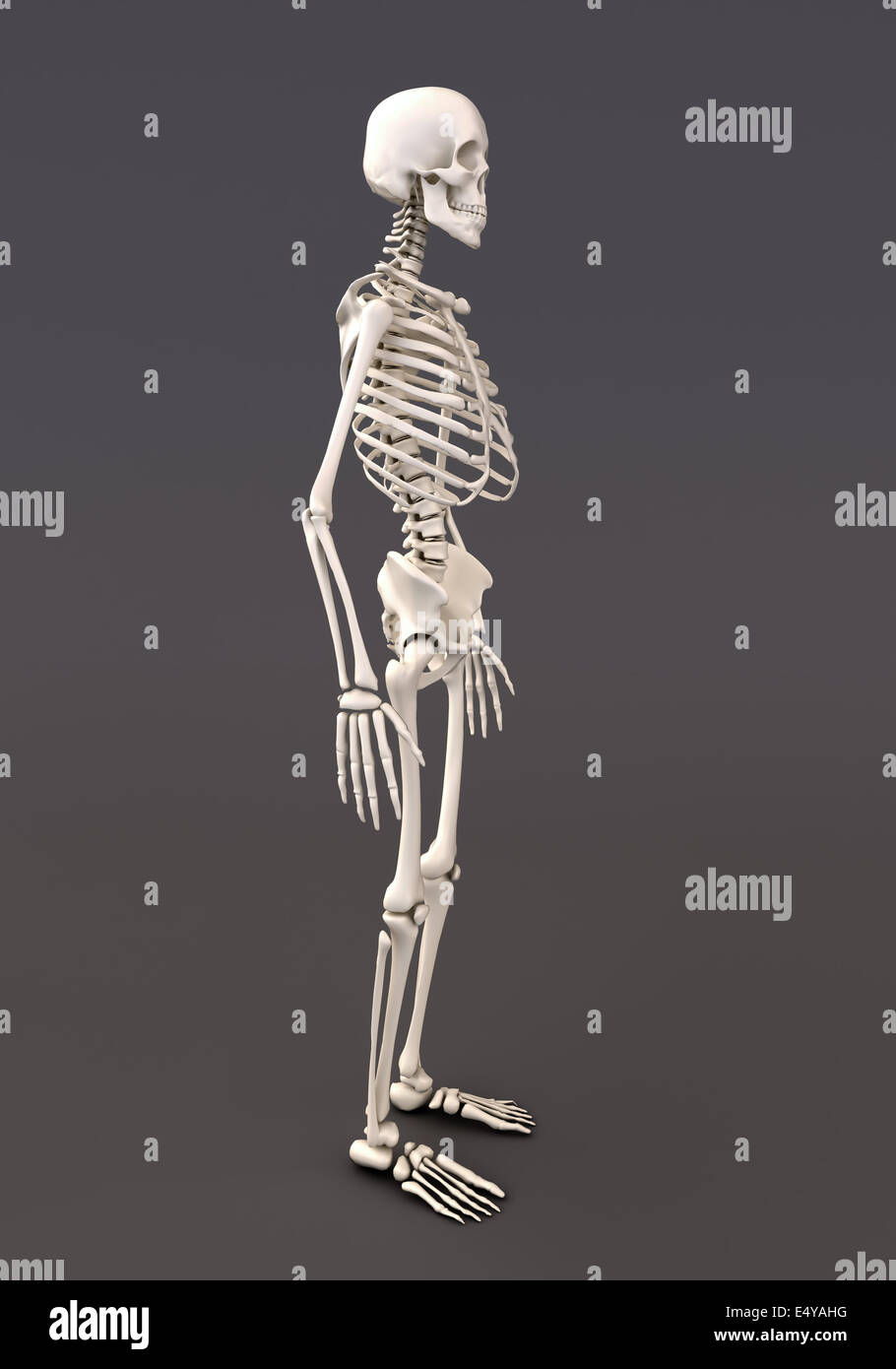 Skelett von einem grauen Hintergrund Stockfoto