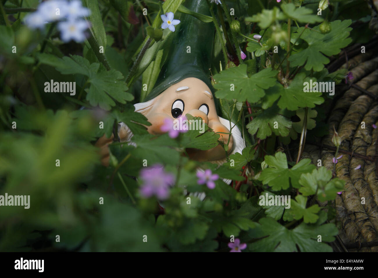 keramische Gnome versteckt zwischen Laub im Garten Stockfoto