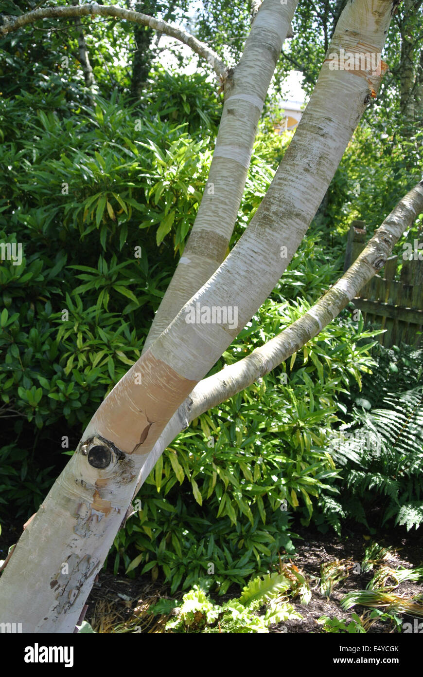 Betula ermanii Stockfoto