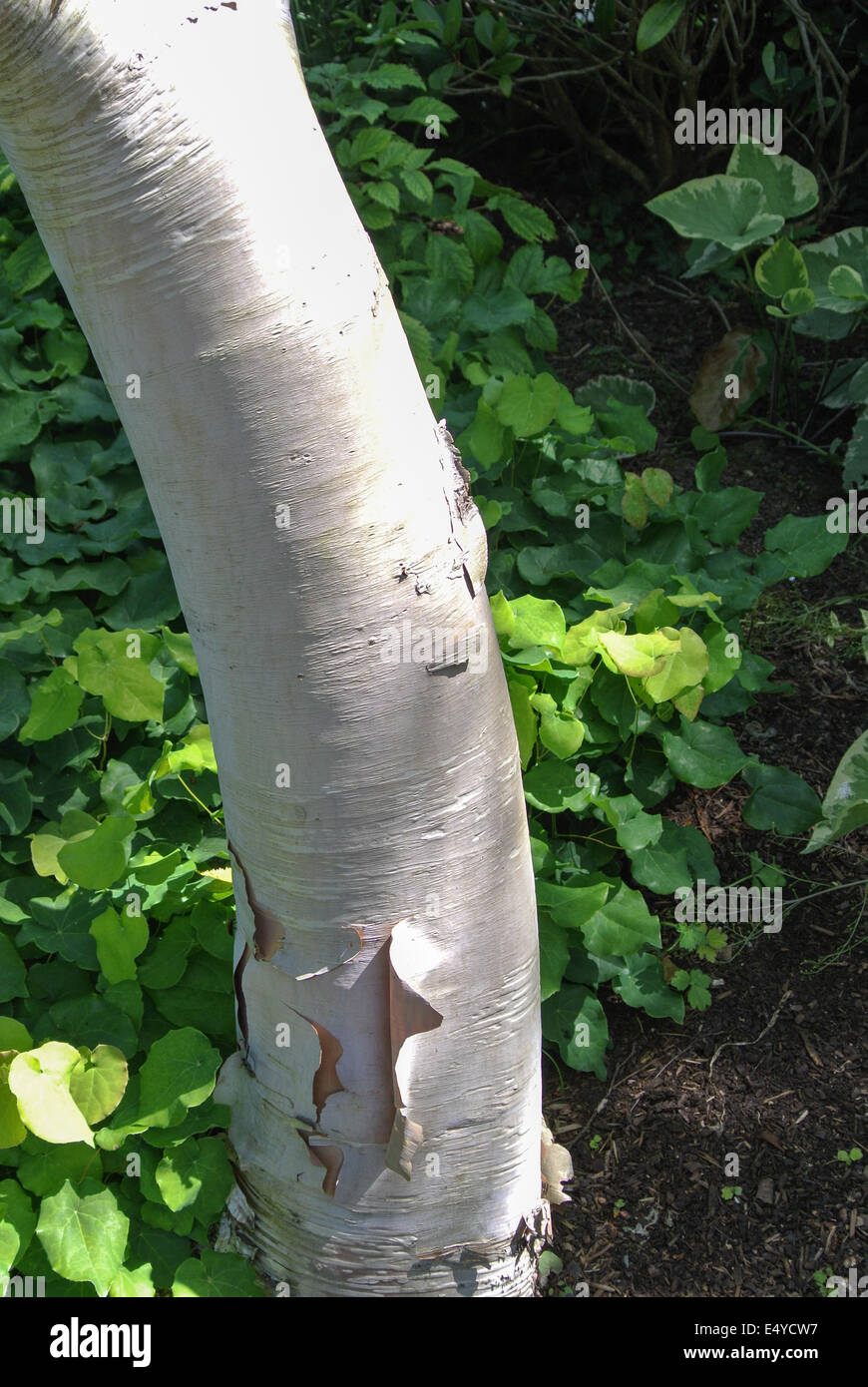 Betula ermanii Stockfoto