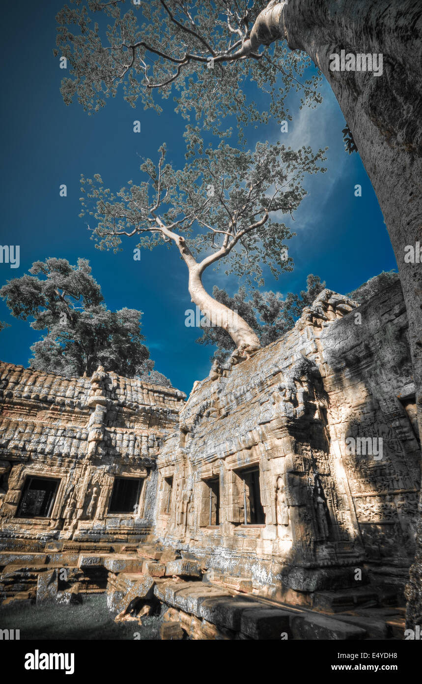 Ta Prohm Tempel, Angkor, Kambodscha Stockfoto