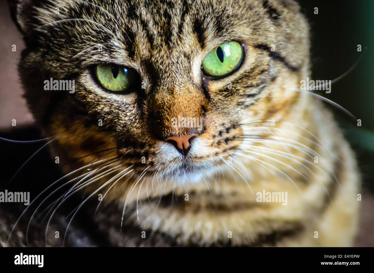 Porträt von Green-Eyed cat Stockfoto