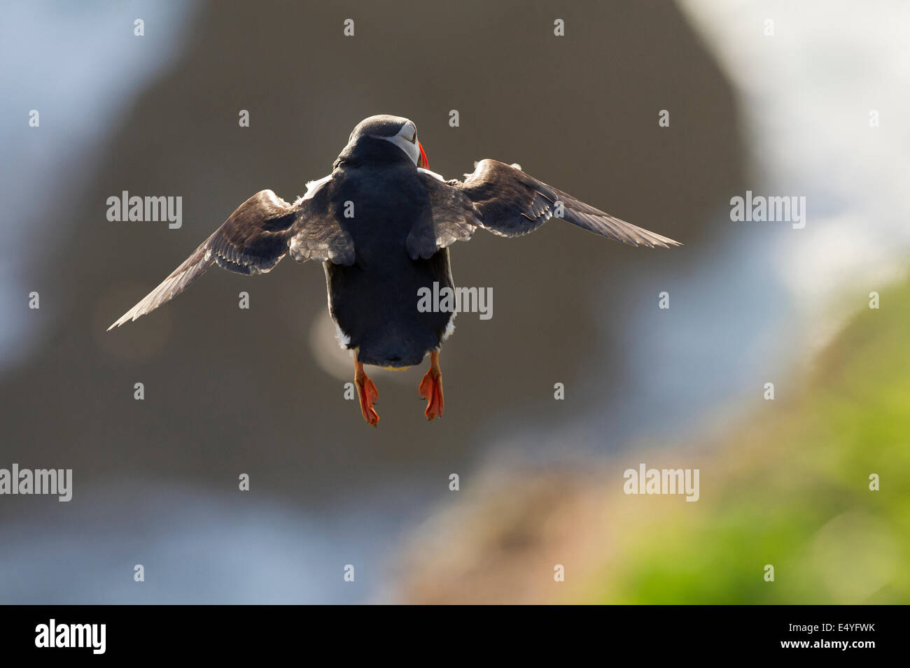 Ein Papageitaucher (Fratercula Arctica) im Flug. Stockfoto