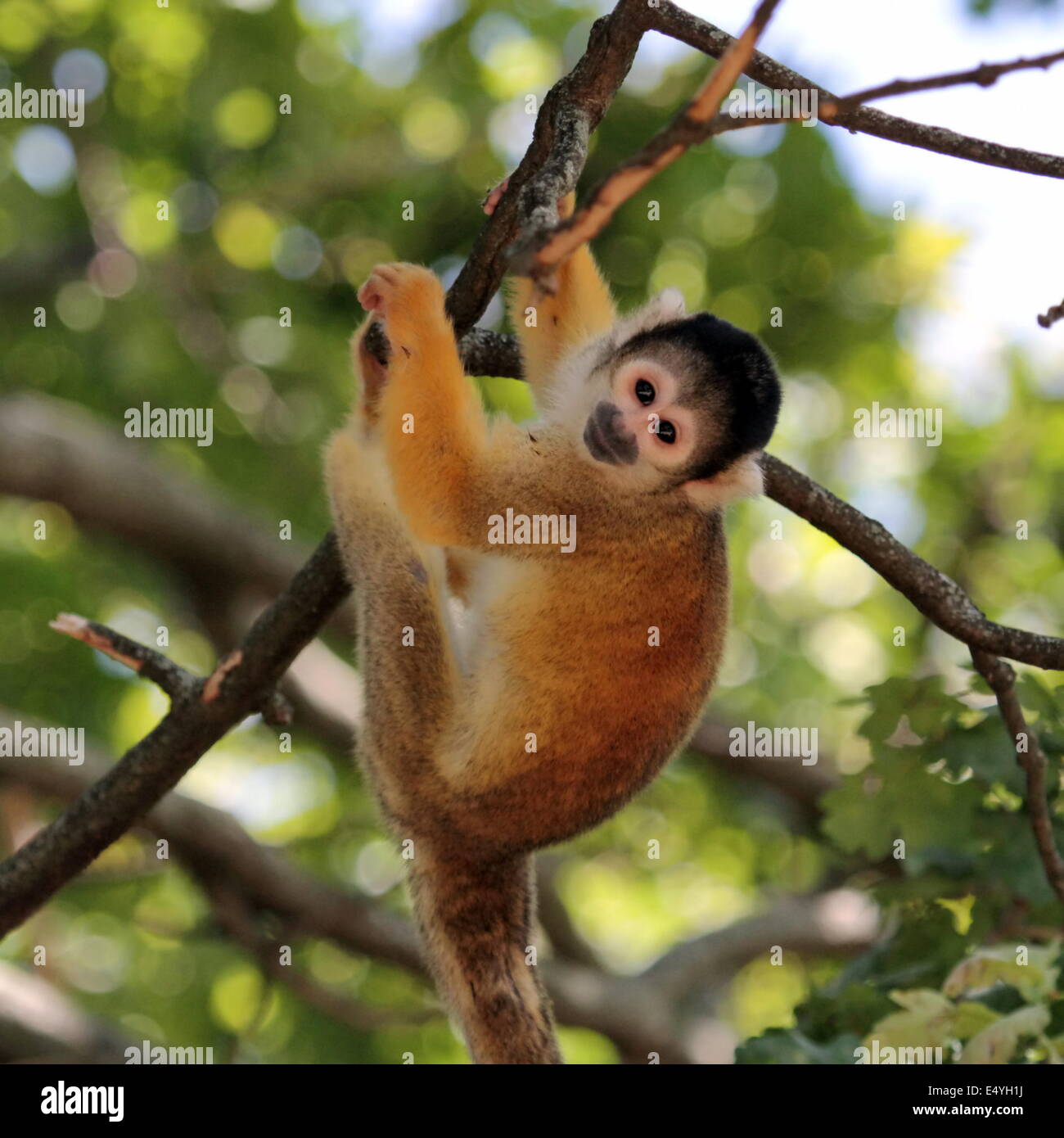 Totenkopfaffen in einem Baum Stockfoto