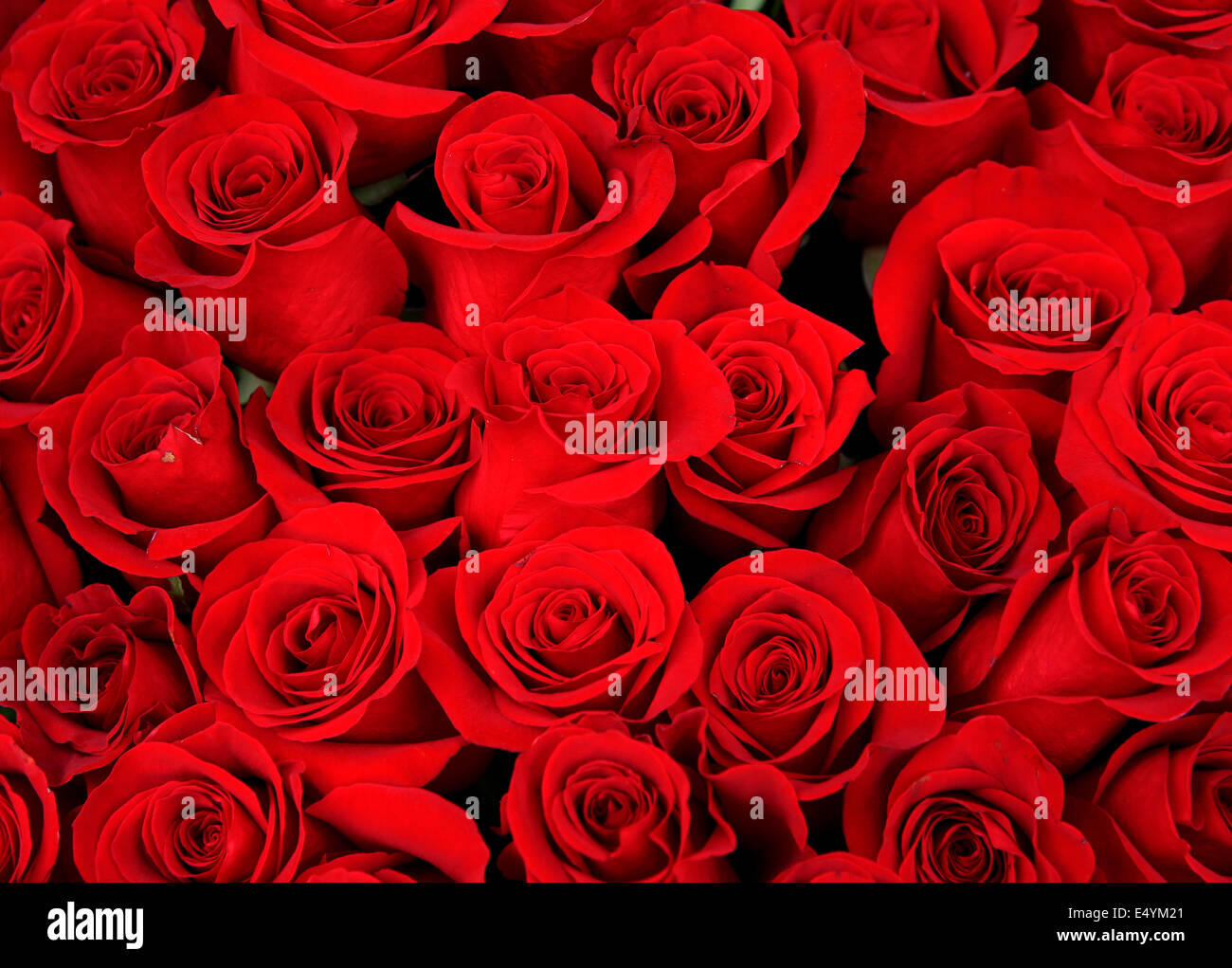 wunderschönen Strauß roter Rosen Stockfoto