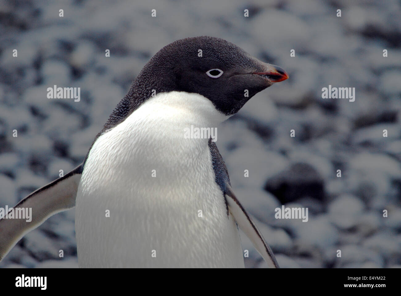 Adelie Penguin, Paulet Insel Stockfoto