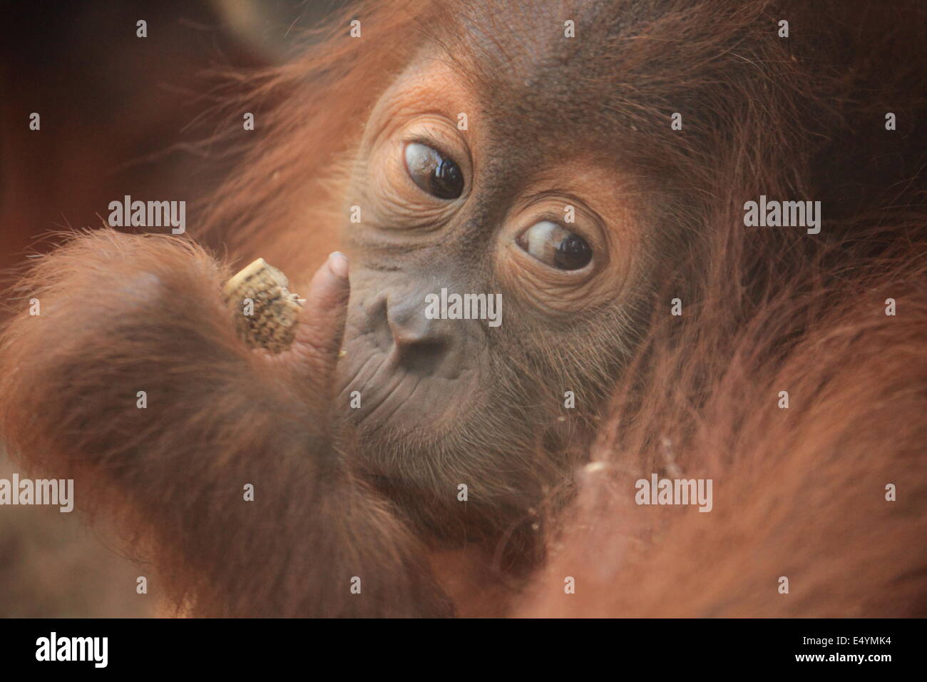Tier, Tierwelt, Natur Stockfoto