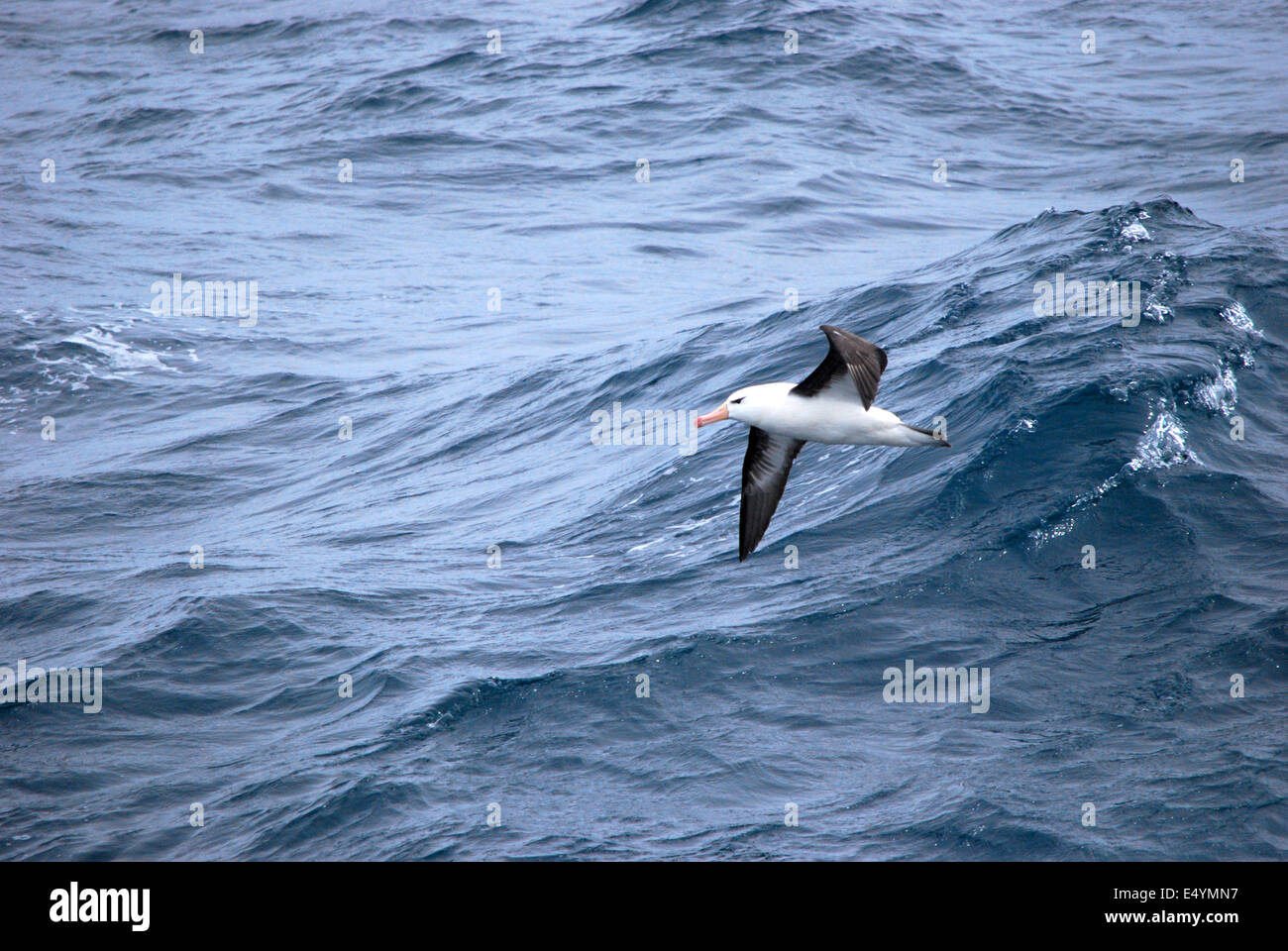 Albatros am südlichen Atlantik Stockfoto