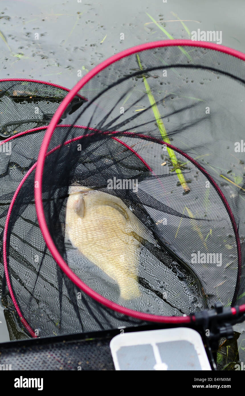 Große Fische im Netz Stockfoto