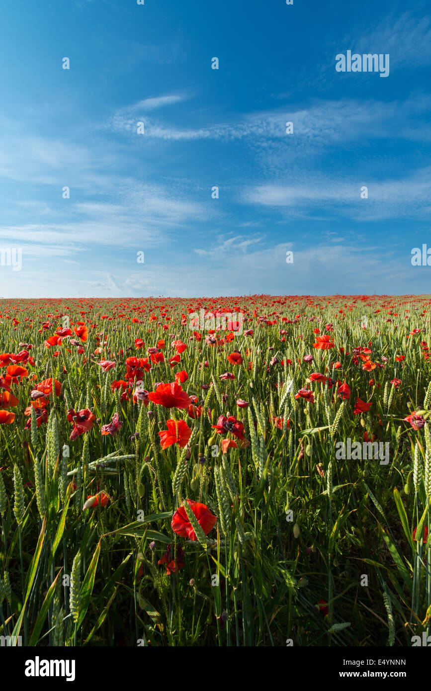 Wilden roten Mohnblumen, Dorset, Großbritannien Stockfoto