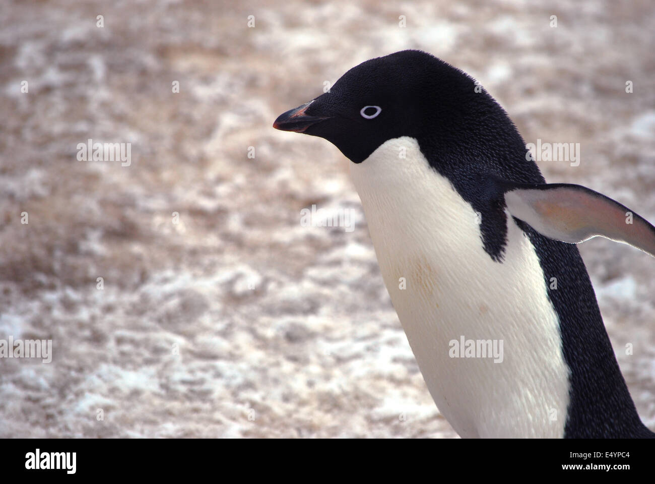 Adelie Penguin, Paulet Island, Antarktis Stockfoto