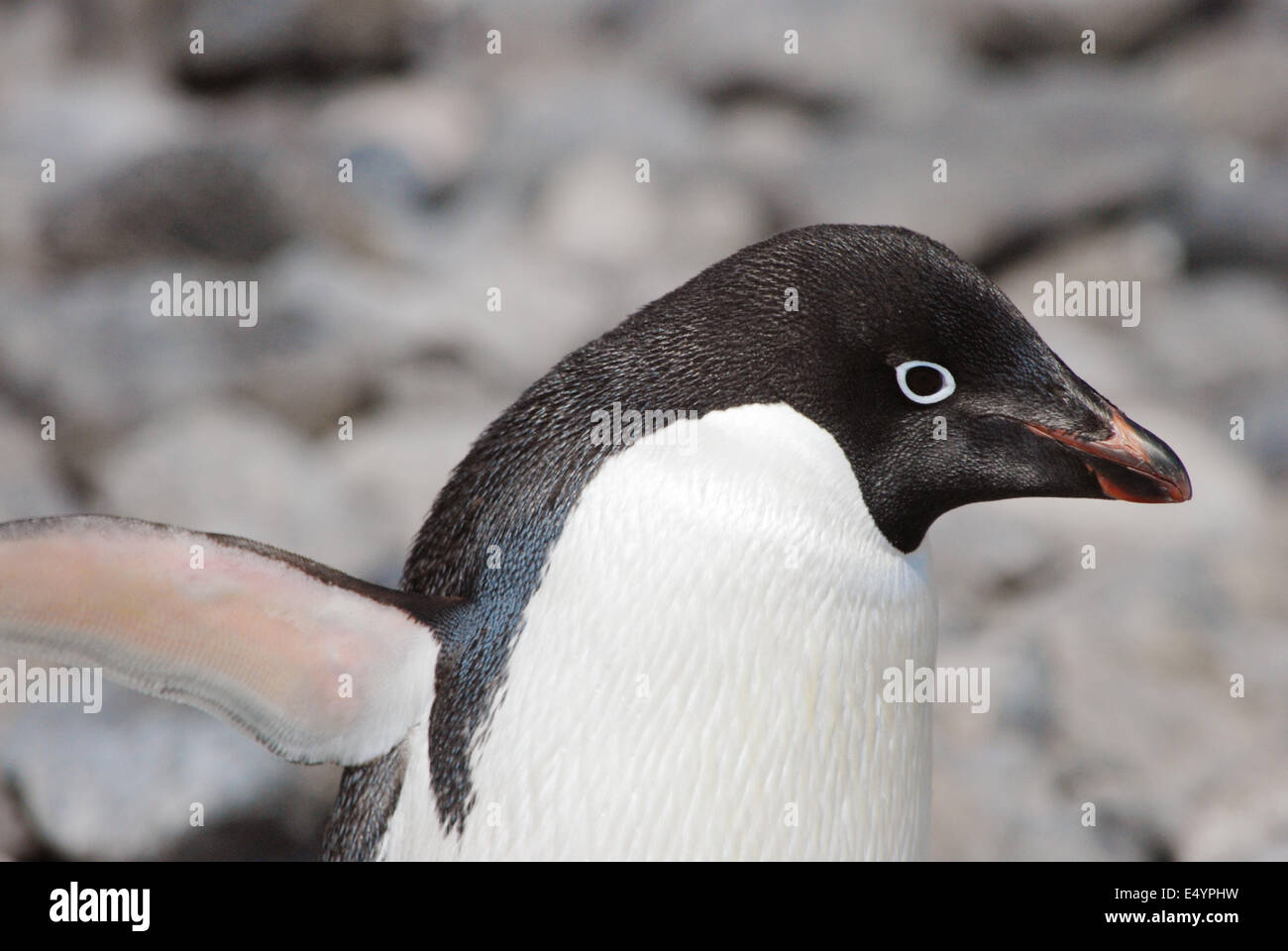 Adelie Penguin, Paulet Island, Antarktis Stockfoto
