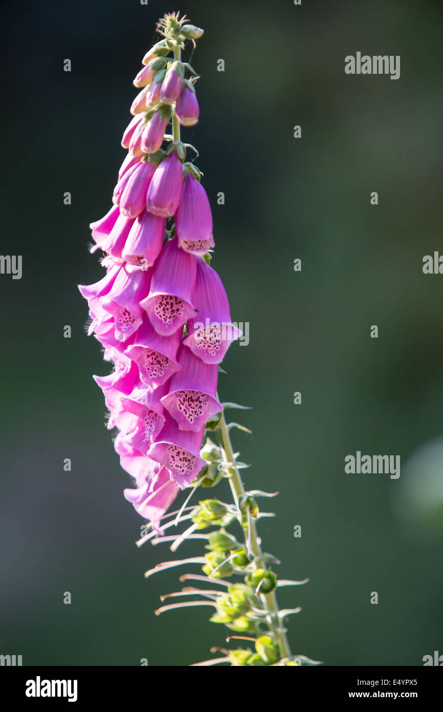Fingerhut (Digitalis Purpurea) Hintergrundbeleuchtung Stockfoto