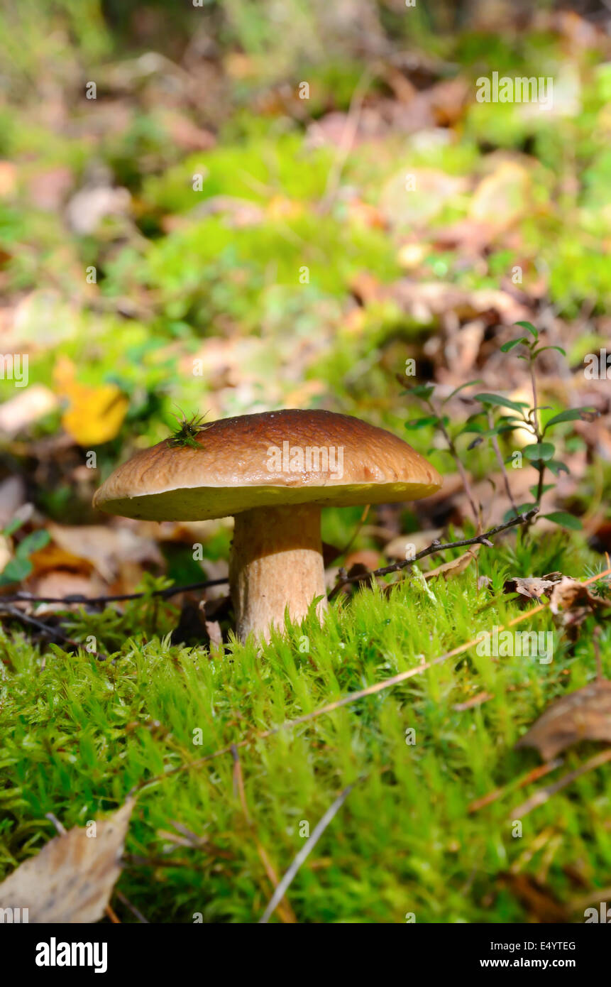 König Boletus Pilz Stockfoto