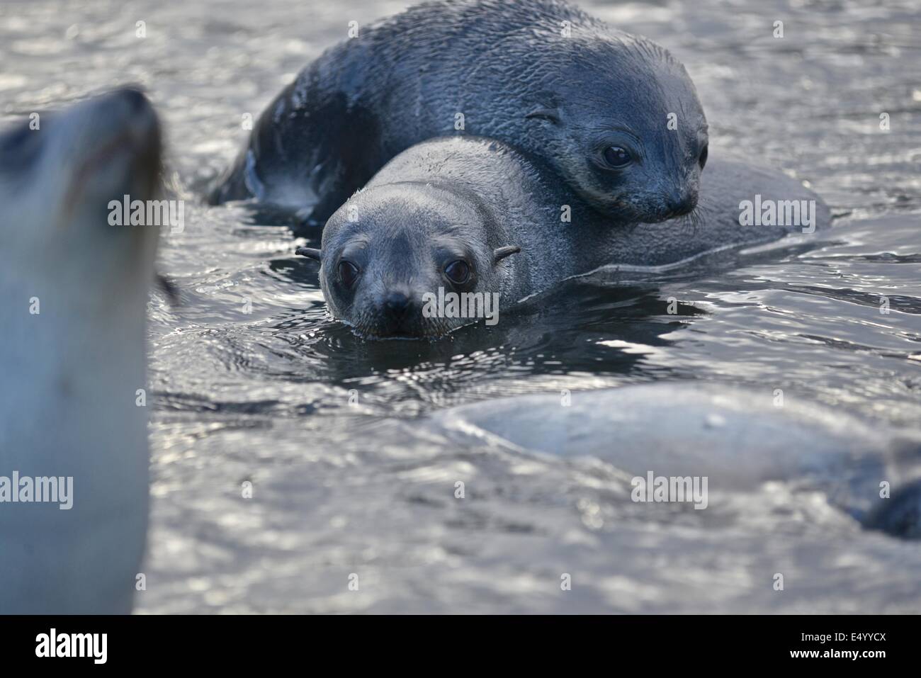 Antarktische Seebär (Arctocephalus Gazella). Stromness Bay in Süd-Georgien. Stockfoto