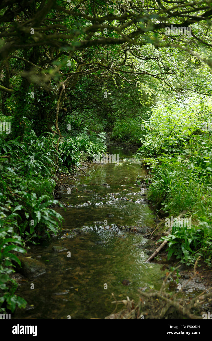 Wald-Lichtung mit Strom. UK Stockfoto