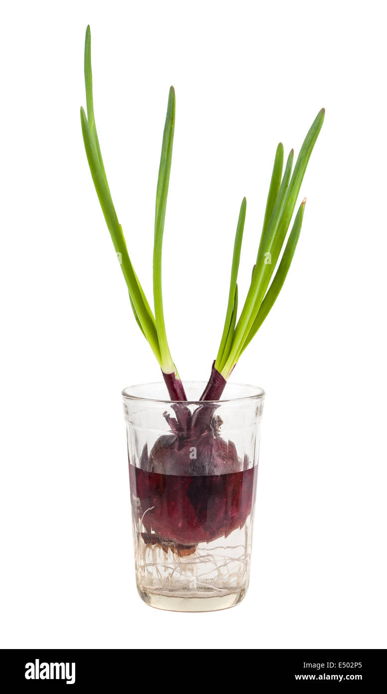 Grüne Zwiebel wächst in ein Glas mit Wasser Stockfoto