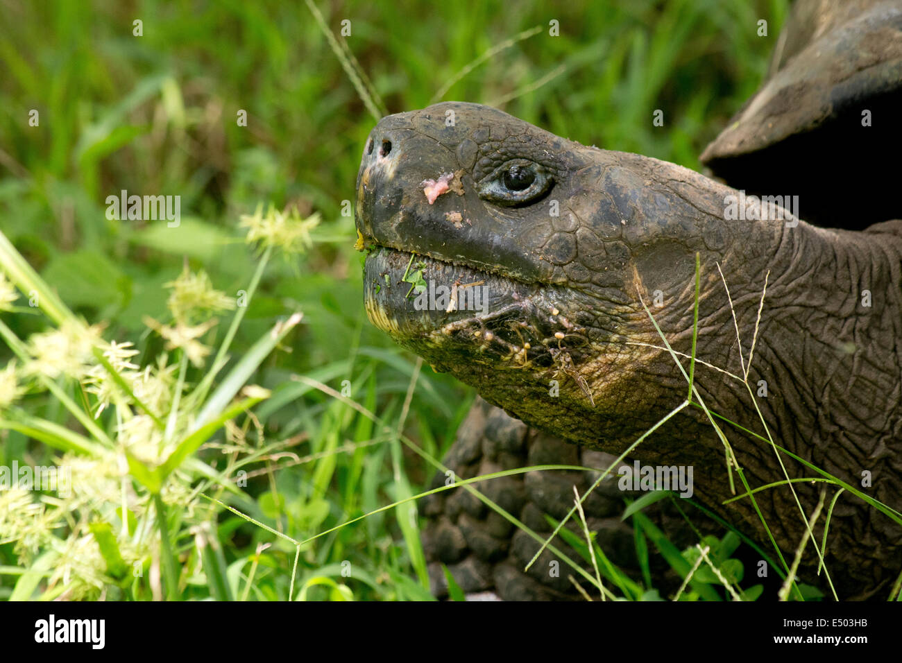 Riesenschildkröte Galapagos Insel, Islas Galapagos, Galapagosinseln, Ecuador Stockfoto
