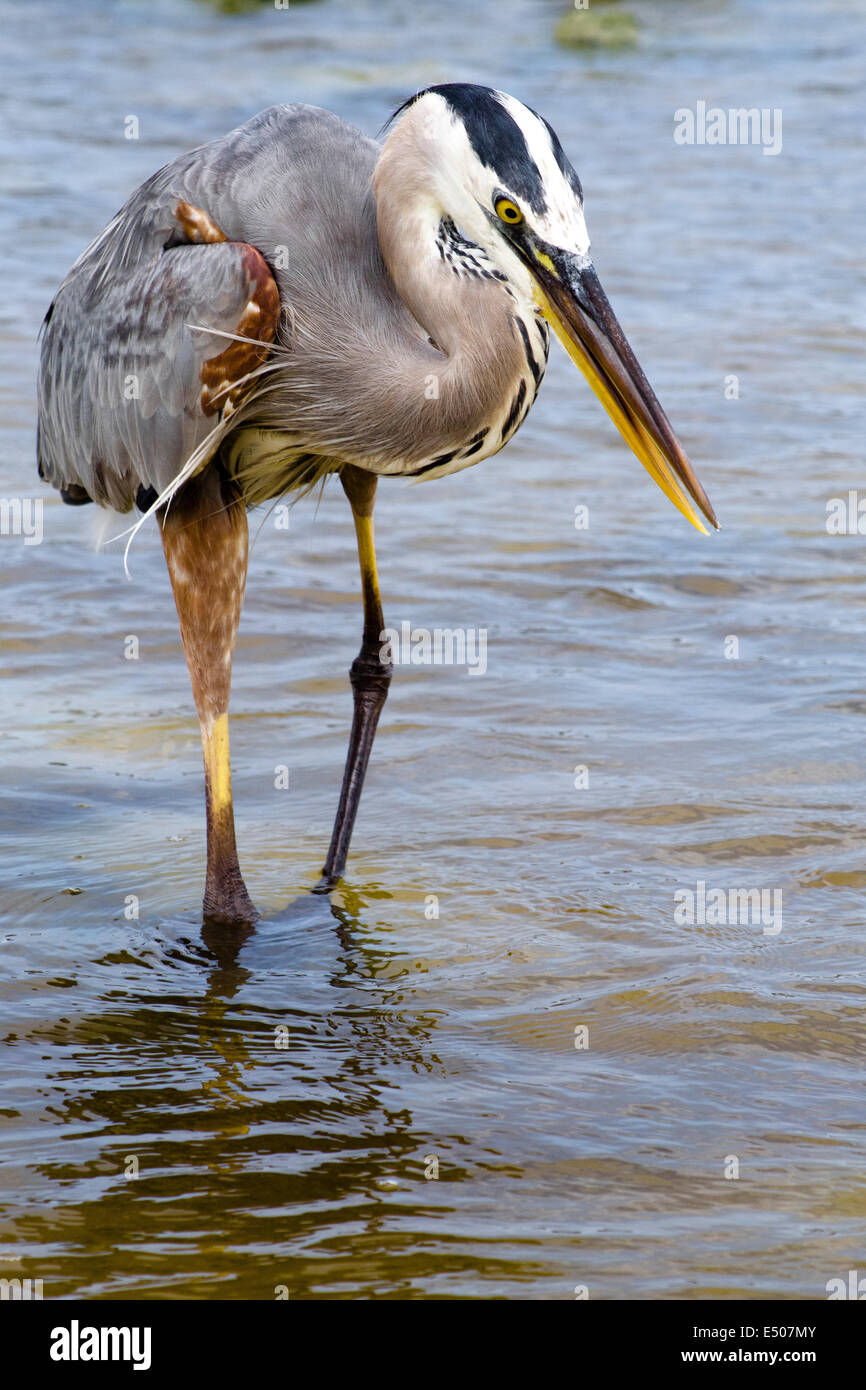 Tierwelt auf Galapagos Insel Stockfoto