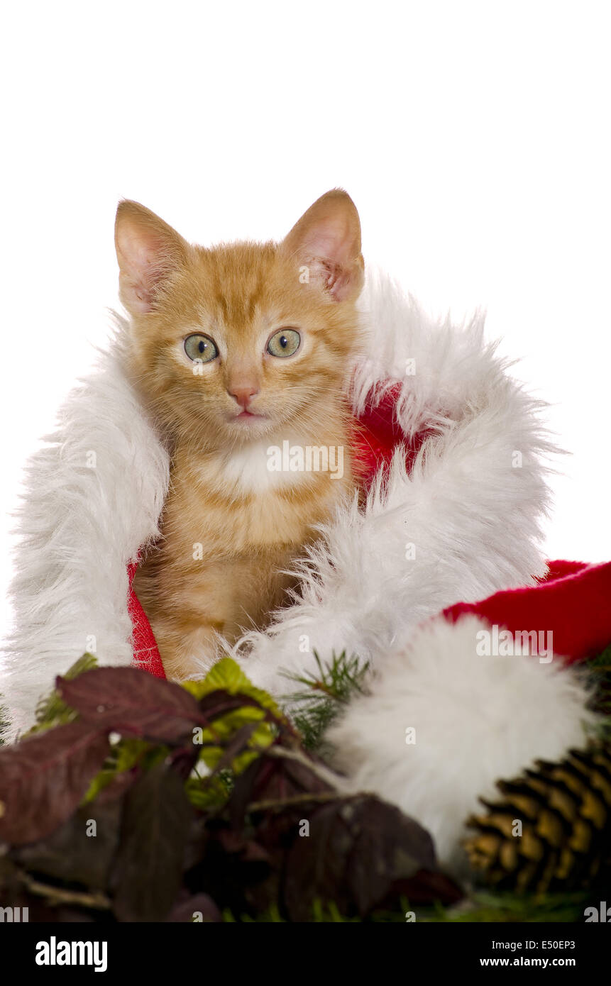Weihnachtsdekoration Weihnachtsdeko Stockfotos Und Bilder Kaufen Alamy