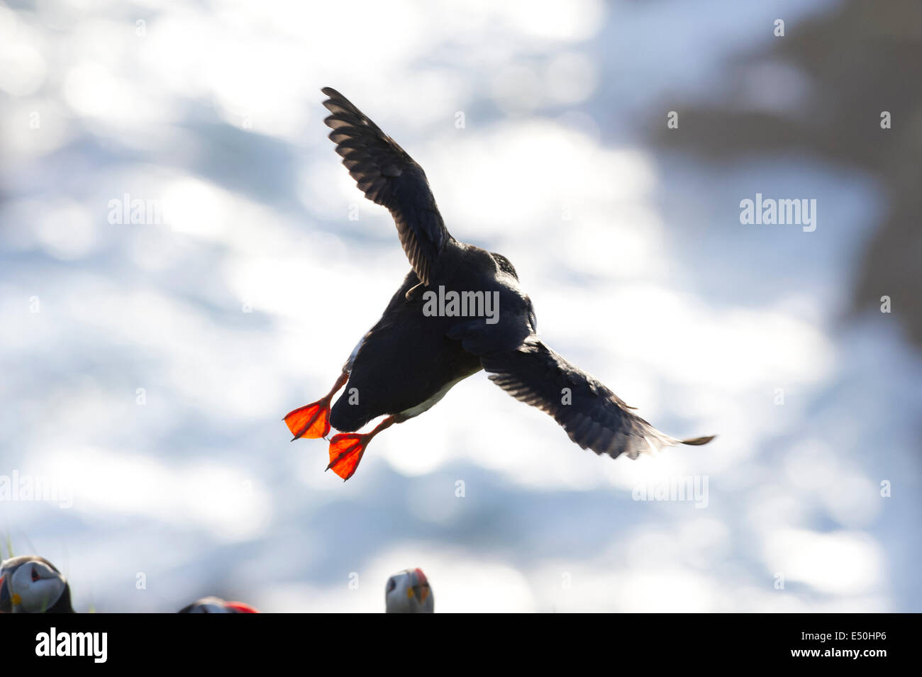 Ein Papageitaucher (Fratercula Arctica) im Flug. Stockfoto