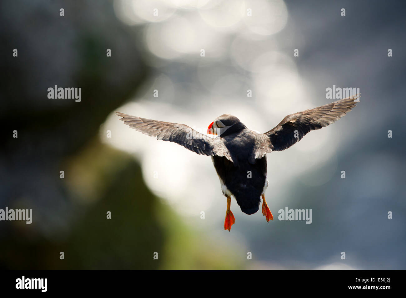 Ein Papageitaucher (Fratercula Arctica) fliegen. Stockfoto