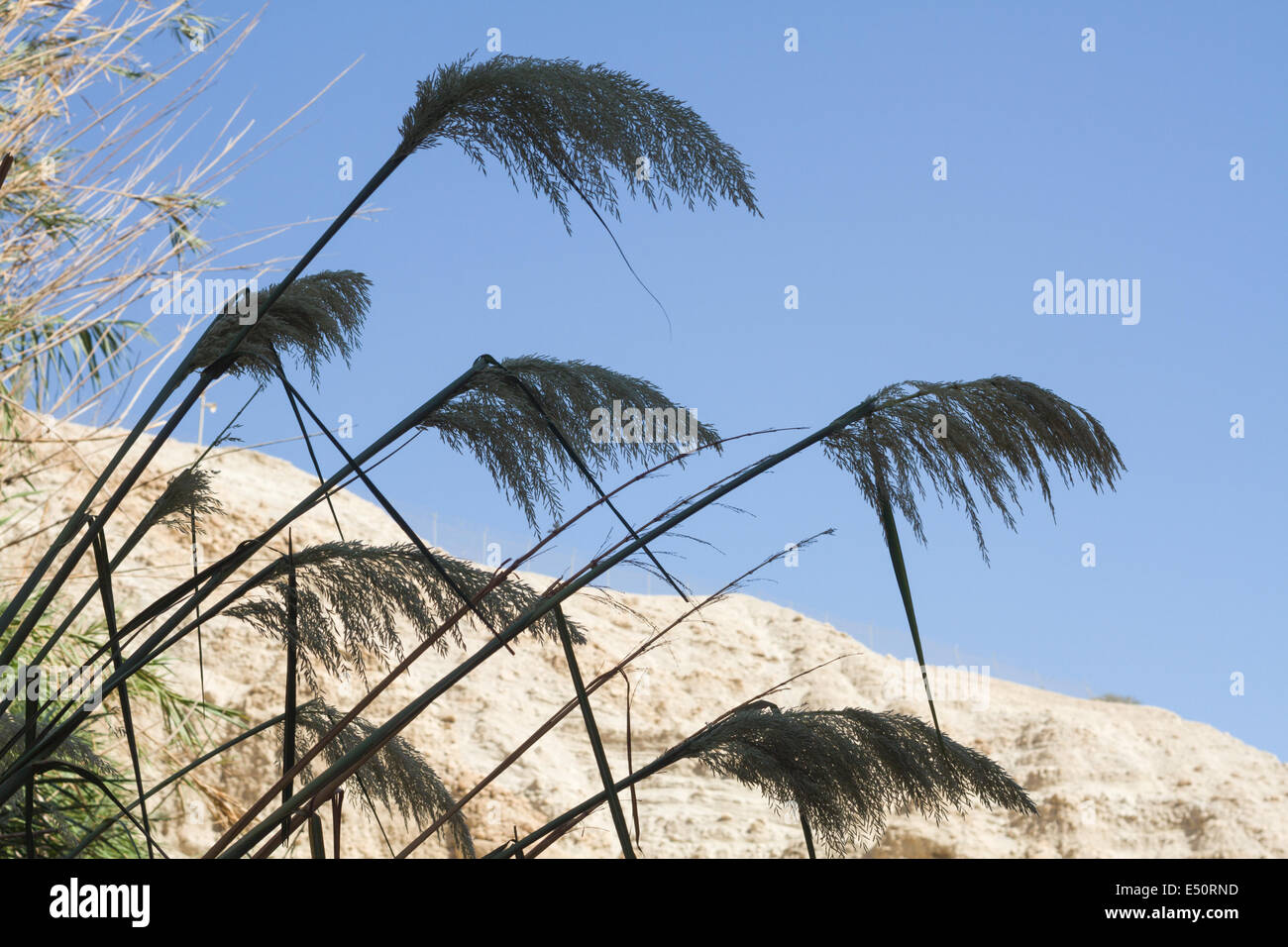 Schönes Foto Reed gegen den blauen Himmel Stockfoto