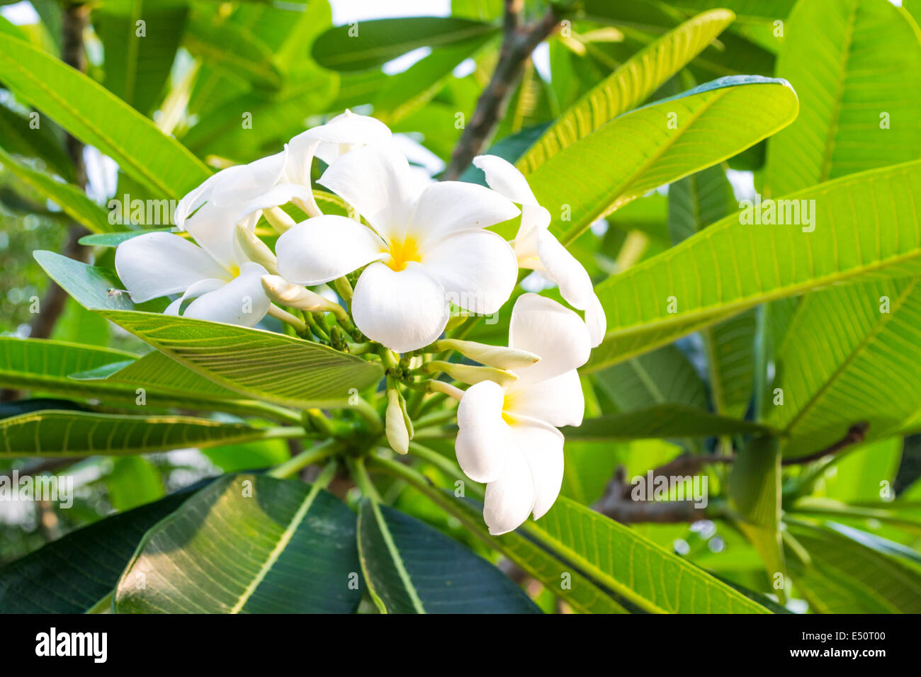 Plumeria oder Frangipani Blume auf grünen Blättern Hintergrund Stockfoto