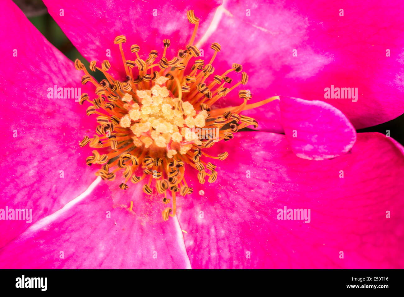 Eglantine Sweet Briar Blume Blüte Stockfoto