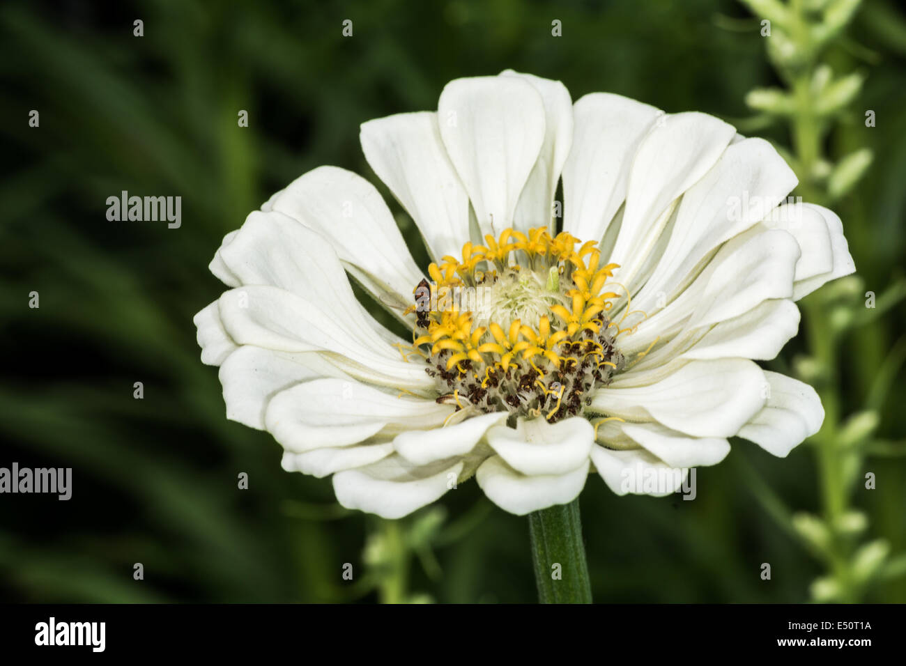 Weiße Zinnia Blume Blüte im Sommer Stockfoto