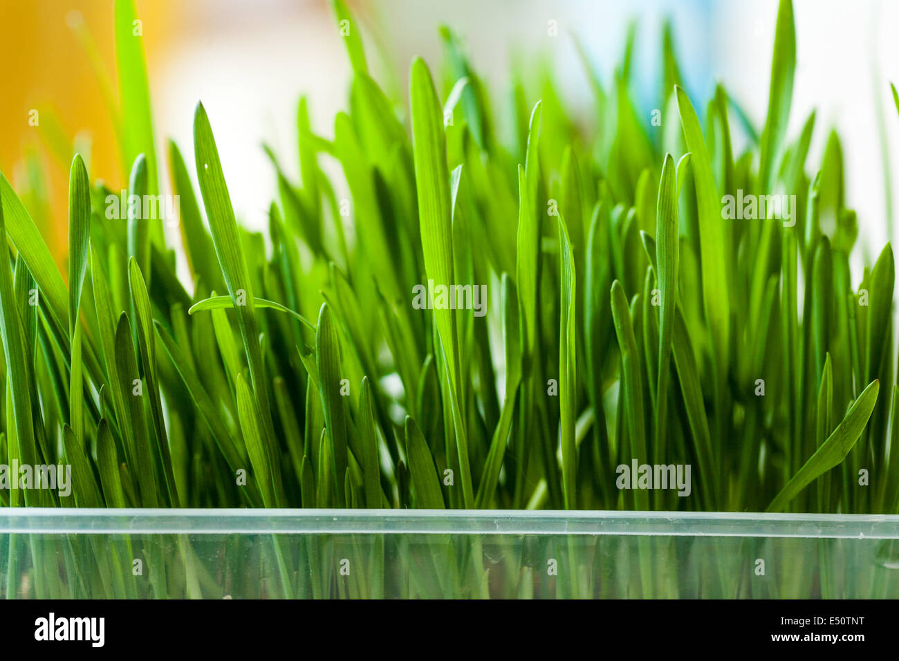 frische Gräser im Innenbereich Stockfoto