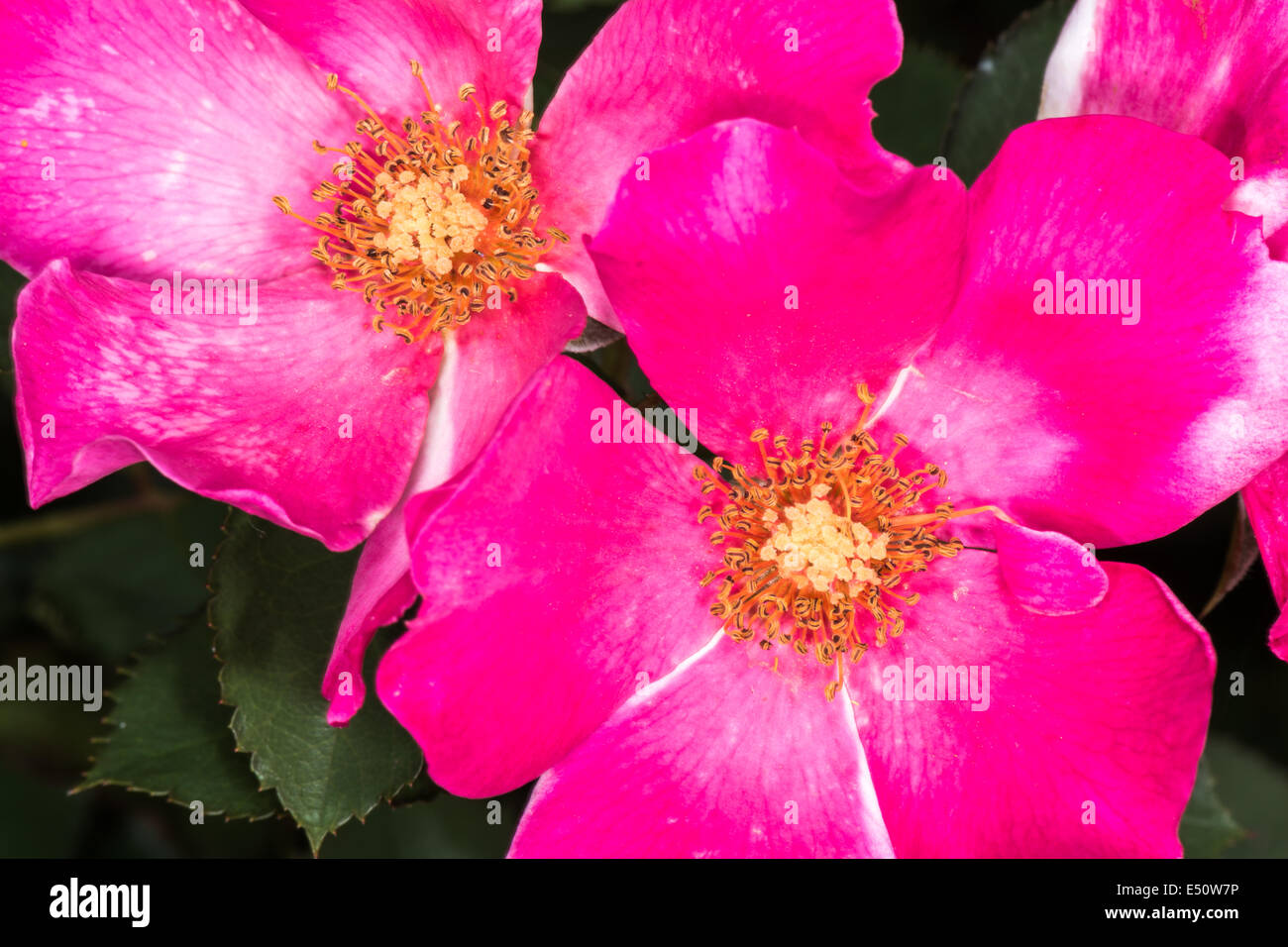 Eglantine Sweet Briar Blume Blüte Stockfoto
